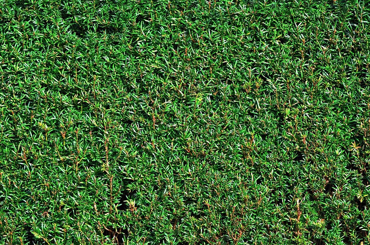 Hedge Trimming Hamilton