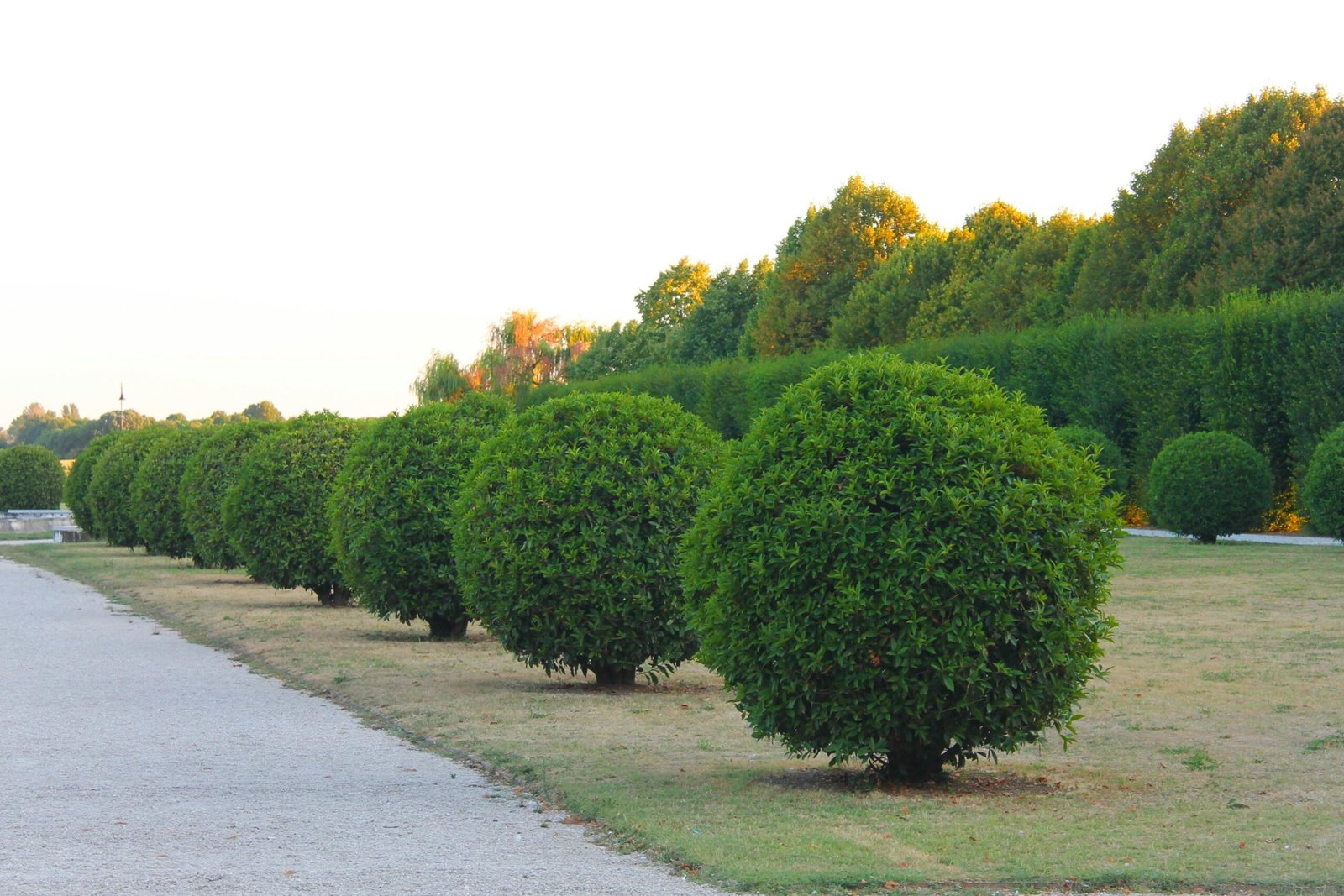 Trimmed Topiary Hedges