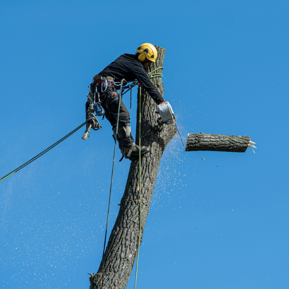 Tree Services Quote