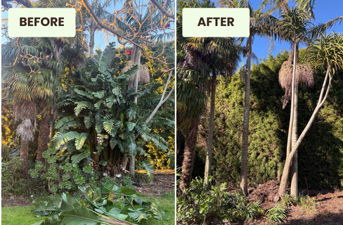 Palm Tree Trimming Hamilton