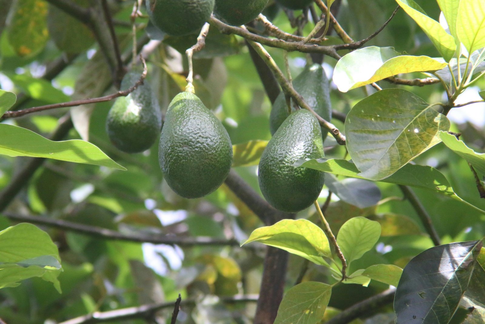 Avocados hanging on a tree branch surrounded by lush green leaves outdoors.