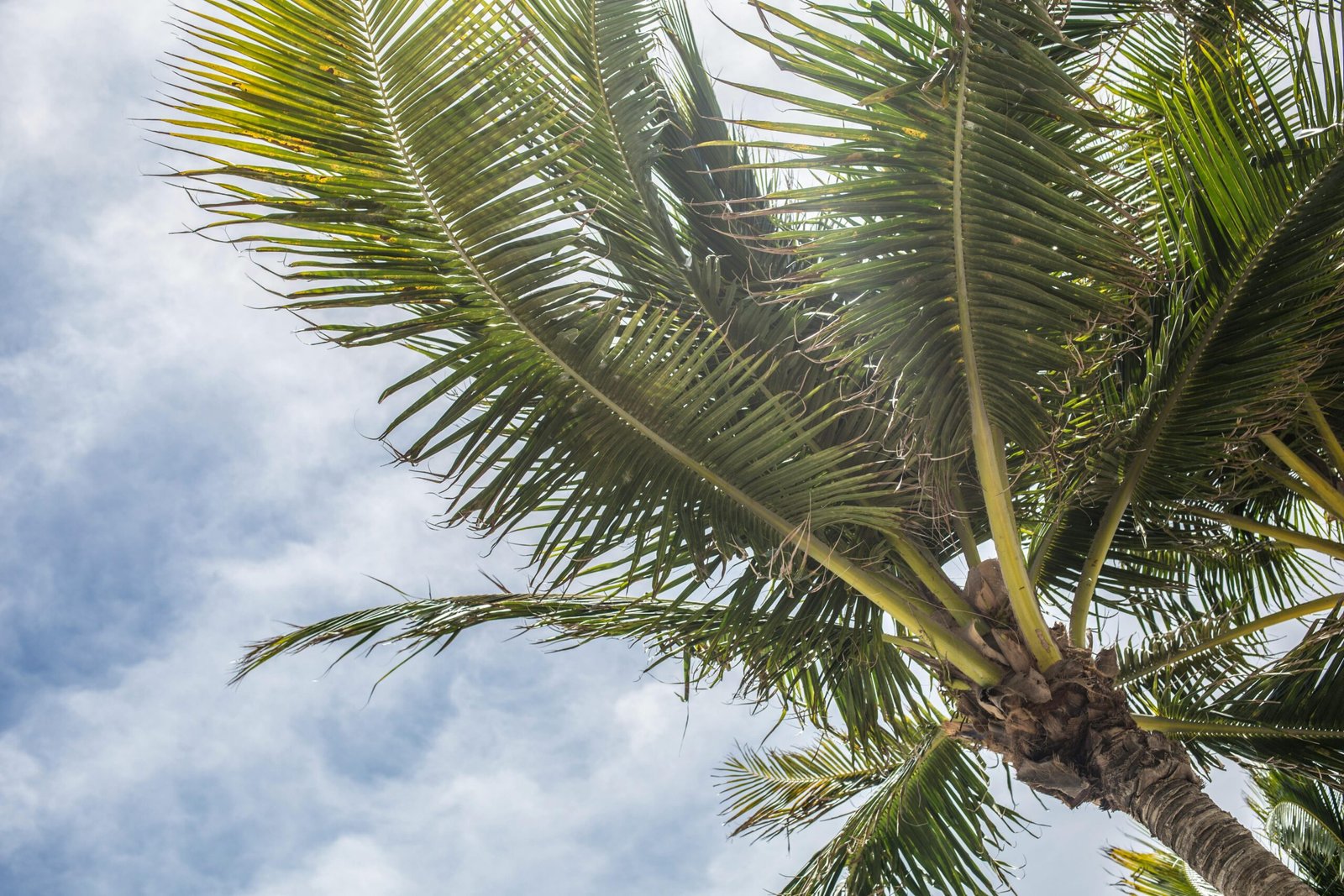 Palm tree leaves rustling against a bright, clear sky, evoking a tropical vibe.