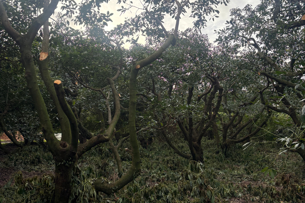 Avocado Pruning Hamilton
