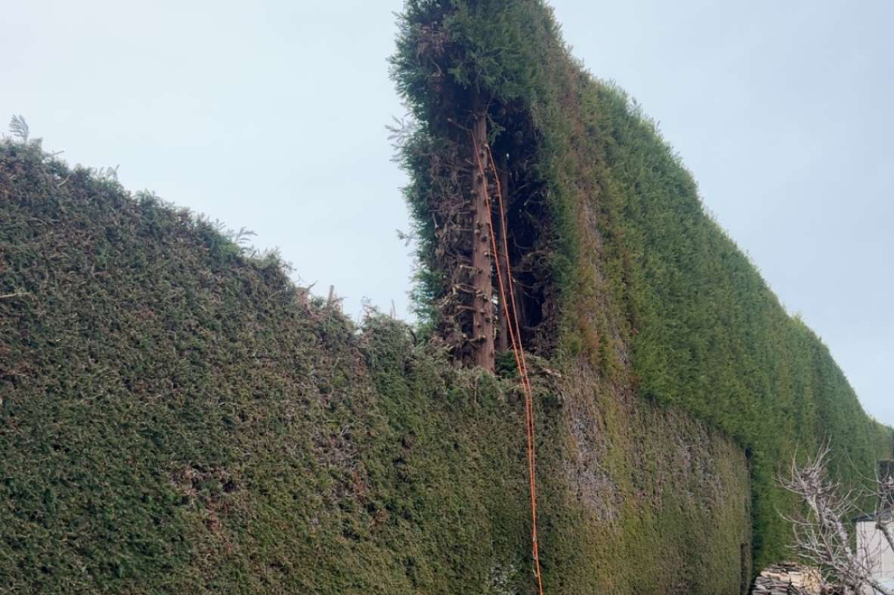 Shelter Belt Topping In Hamilton